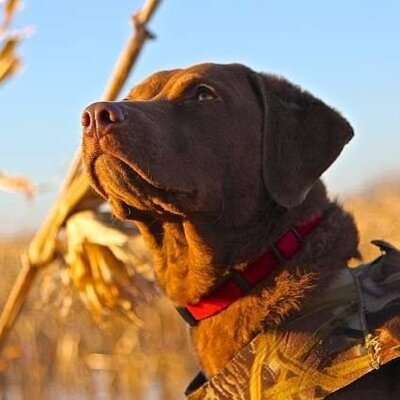 lentim82's profile picture. 