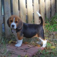 Bubbles the Beagle (@bubbles_beagle) 's Twitter Profile