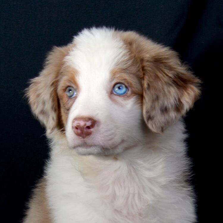 Live. Love. Tail wags. The best things in life are fluffy. Everything else isn't worth stressing over.