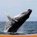 Life of Whales (@life_of_whales) Twitter profile photo Life of Whales (@life_of_whales) Twitter profile photo