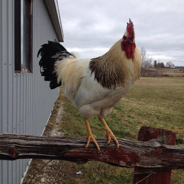 Margskitchen's profile picture. Food & DIY blogger, mom of 3, love baking and Pinterest, Trying to keep my Portuguese traditions alive.