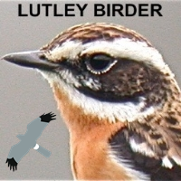 Professional Birder, Wildlife Guide, Naturalist & local patch #LutleyWedge geek! #vismig #nocmig #thermalbirding #patchbirding