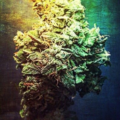 Cars kush luxury hotties the high life