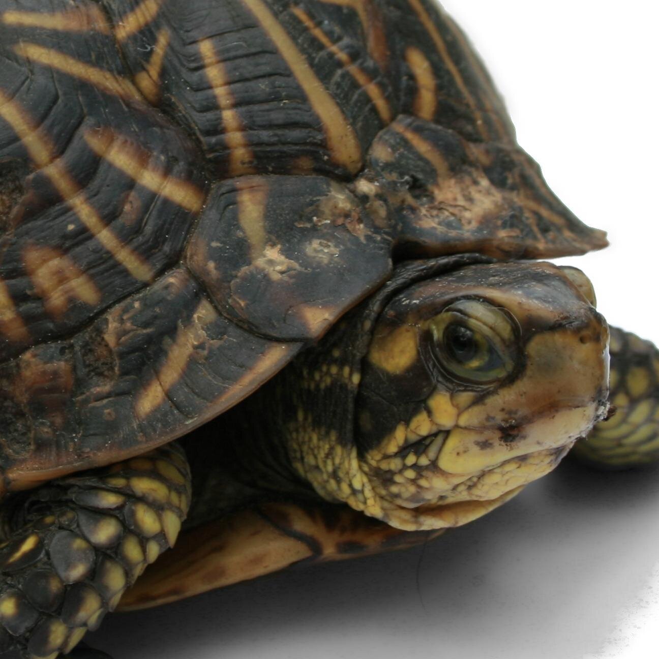 Just your average turtle helping you succeed in life.
