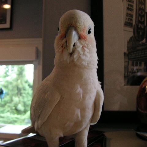 willjaff's profile picture. Brings contemporary dance to Portland