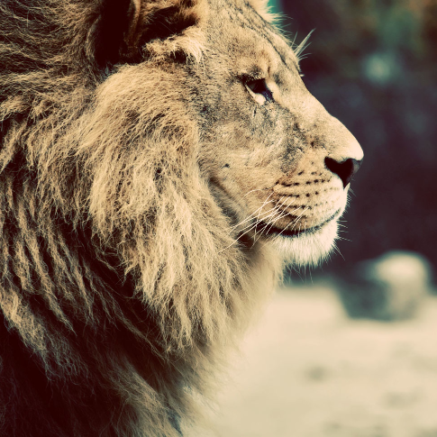 jamesnoriega's profile picture. A lover of Christ, the Holy Scriptures, my wife, and my children. Founder of The Light's Home. http://t.co/mCpcV7YP