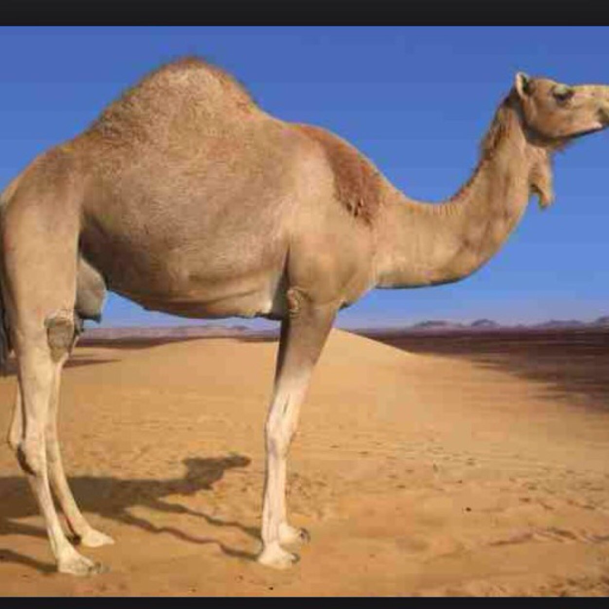 Jamal the camel Clearance
