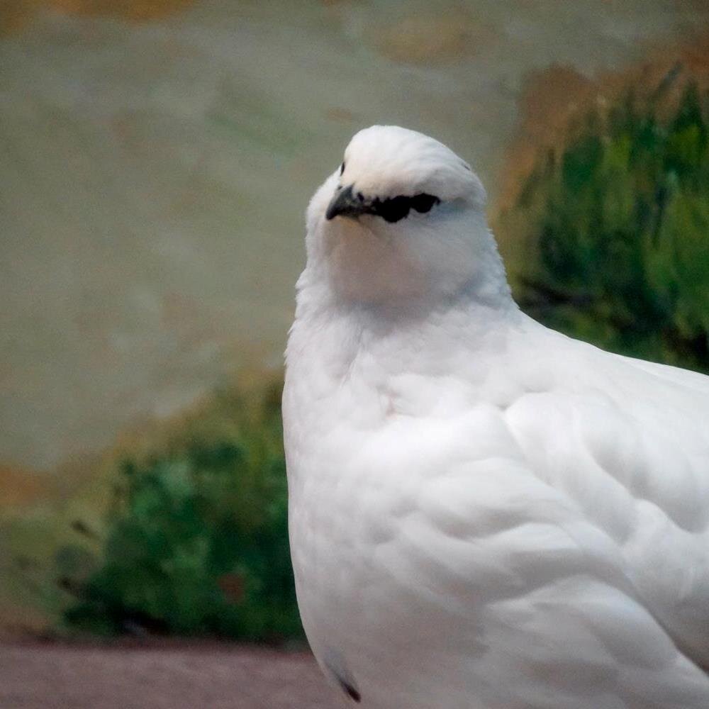 kitarajinjin1's profile picture. 趣味はクラッシク音楽鑑賞と映画鑑賞です。