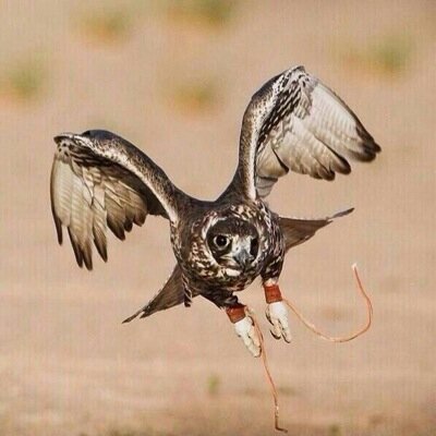 يشرفني متابعة الجميع وأتمنى اكون عند حسن ظن الجميع - تابعني أتابعك - تلغي ألغي عنك . سحبان الله وبحمده