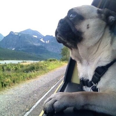 LennyPug's profile picture. i'm Lenny. i'm a pug in portland. deal with it.