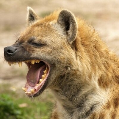 GO THIS TEAM 
I FOLLOW BACK 
THE TEAM FOR EVERYONE 
I WILL LOVE AND CHERISH MY FOLLOWERS (unless you're a dick) :D 
JOIN THE PACK