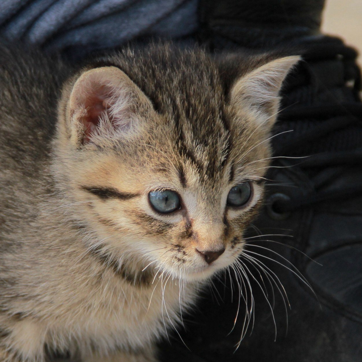 Nickmaranda's profile picture. Would you like that with a apple pie?