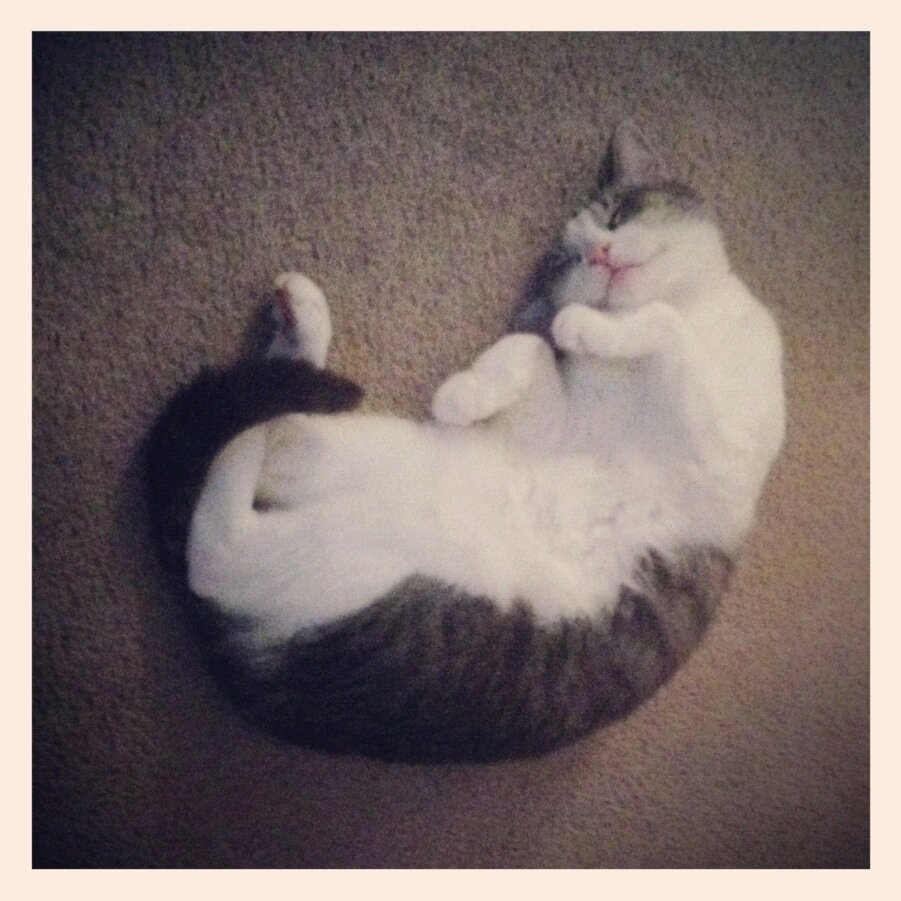 I want to be famous - MEOW