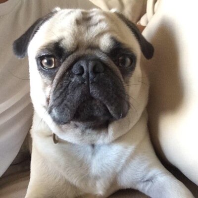 chilling with rugrat getting food and finding other pugs