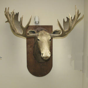 Ella_Mafayo's profile picture. Twitter's only non sequiturian. I like pie! Finding funny stuff on the interwebs and posting them here. LMFAO