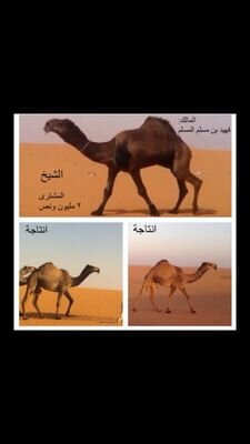 شاعر ..........