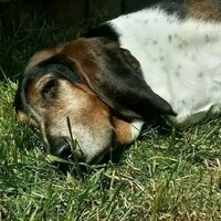 iniksbane (@cameron_probert) 's Twitter Profile