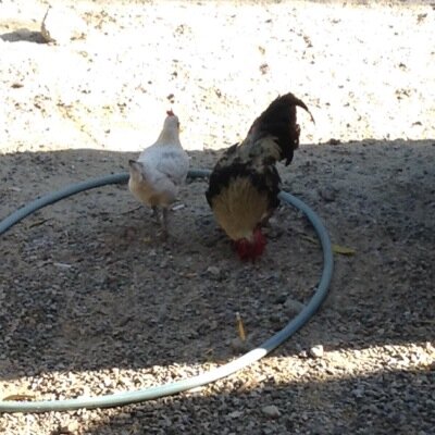 gersonromero56's profile picture. I love spm music how the fuck u like we lock u up for some thing u did not do He the the best let him out like are brother out his music can,t be stop