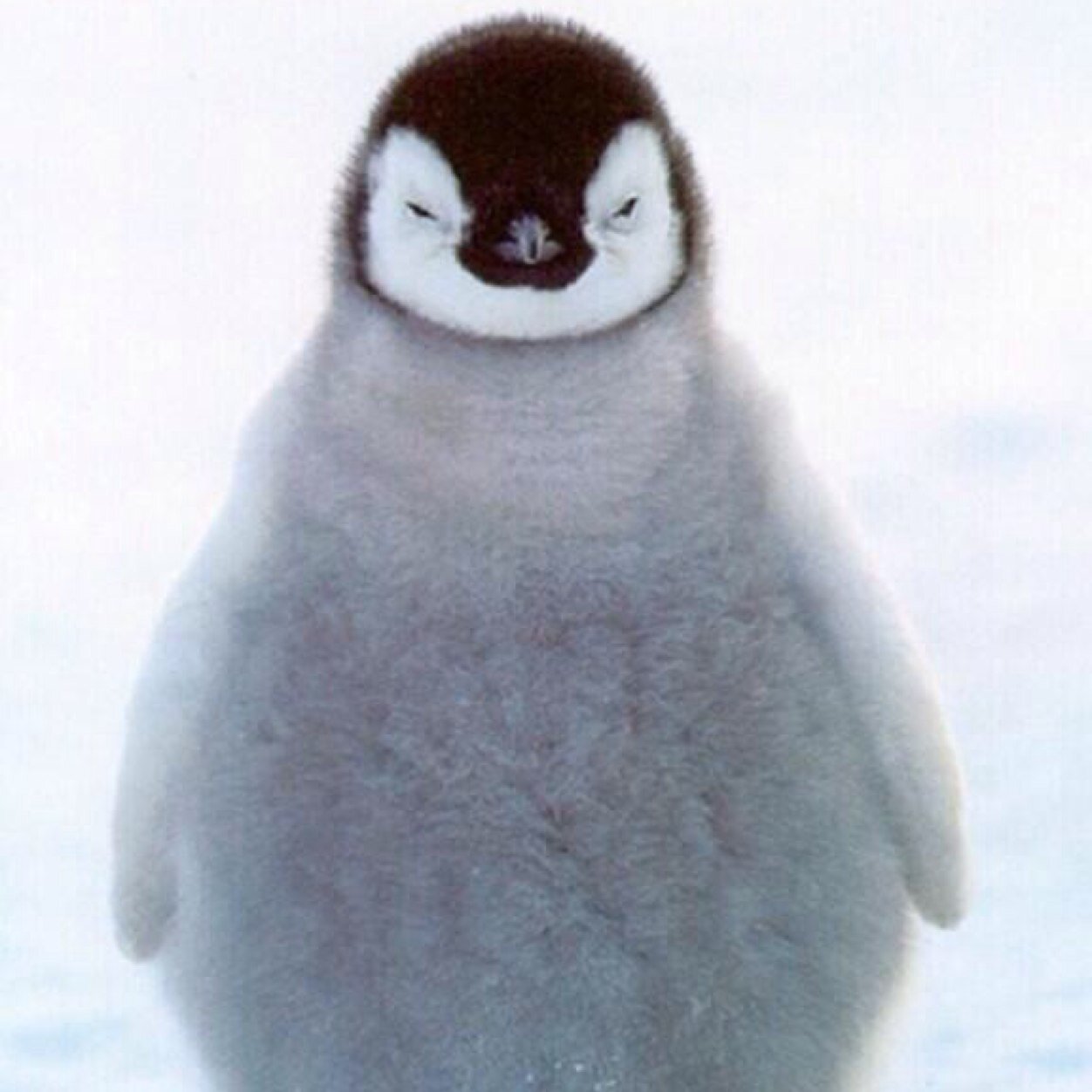 Im a penguin and im cool ❄️