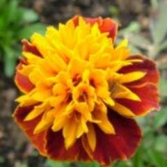 MeeraManning's profile picture. Beer practitioner ...Practical , interested in. Award-winning introvert ,  Hardcore zombie expert .