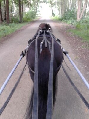 ♡ paarden ♥ shetlanders ♡