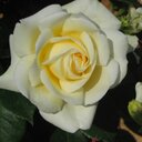 Paul Spargo - @pspargo - Twitter