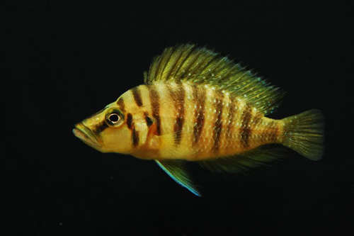 acfishbiz's profile picture. חוות אפריקן ציקליד