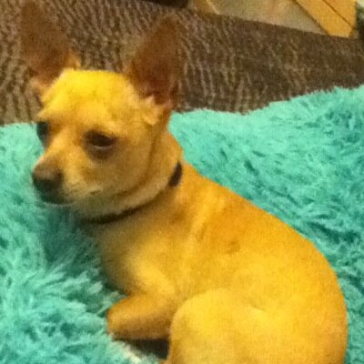 ThatOneDogYoda's profile picture. 