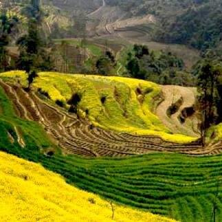 NepalBeautyOnly's profile picture. 