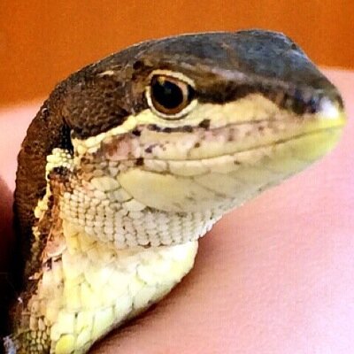 kasumixmax's profile picture. 善と悪が共存する人らしき愚者。 成人しても不良。主にマイナス思考をツラツラ呟く。Killing Machine 。過去、女性限定で感度開発をしていたが、もうしない。