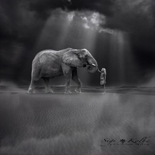 Elephant admirer