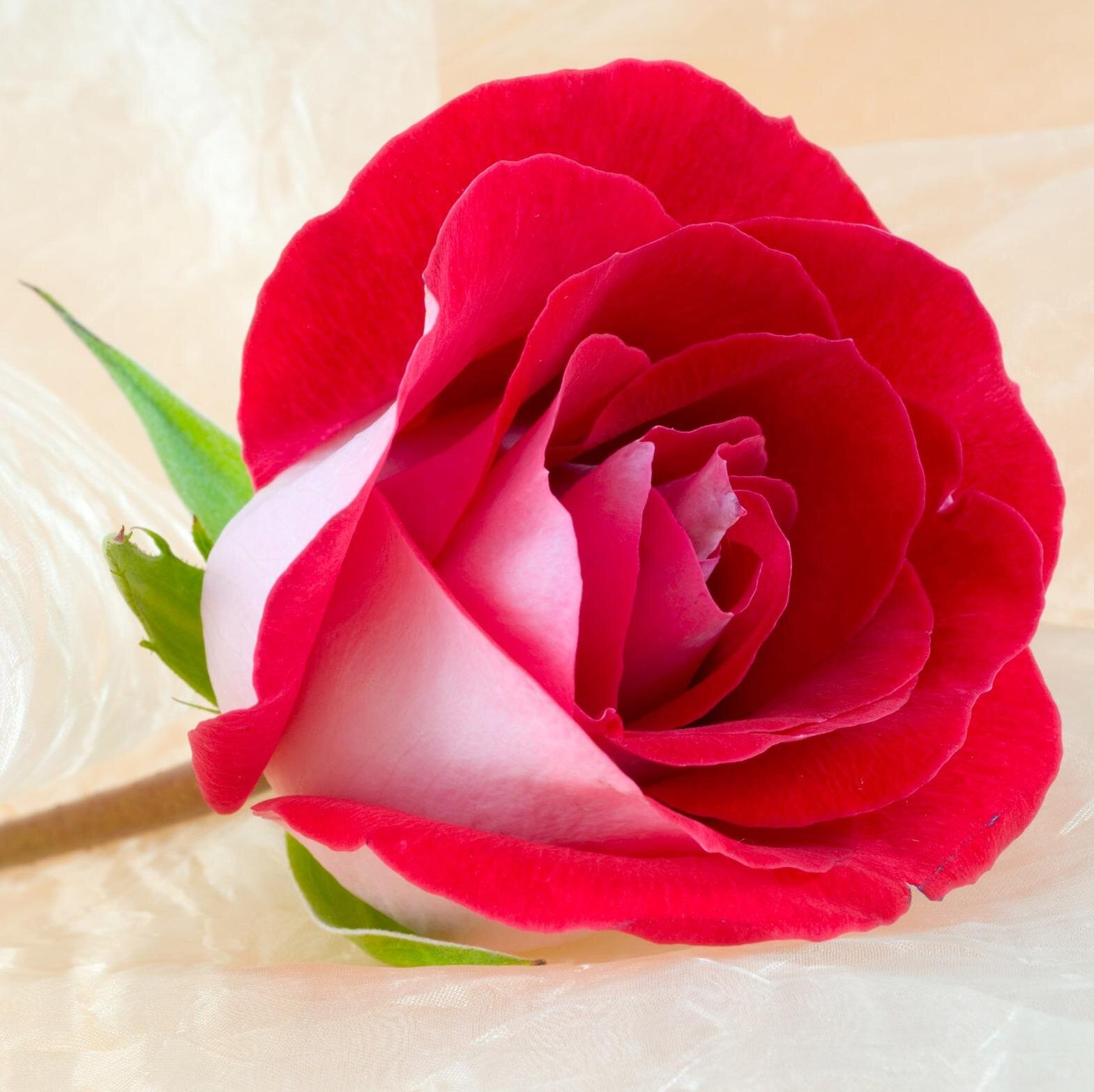 _santosh1's profile picture. Lazy Student