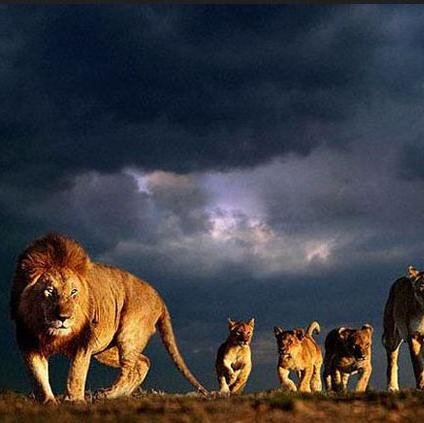 NomadAdvent's profile picture. Nomad adventures Africa gives everyone a chance to countless safari opportunities, ranging from traditional safaris, visits to coastal paradises.