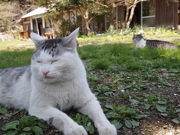 t_shunji's profile picture. 吉野の山奥で、のんびりまったり、田舎暮らしを楽しんでいます。