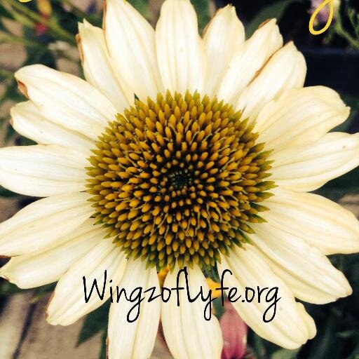 WingzOfLyfe's profile picture. cultivating sustainable minds economically empowering communities