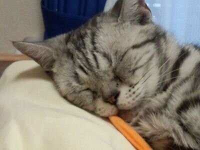 ginnohagureneko's profile picture. カタコトの日本語でしゃべる、無口なねこのアビッター♪