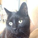 Felix Grace - @FelixGraceCat - Twitter