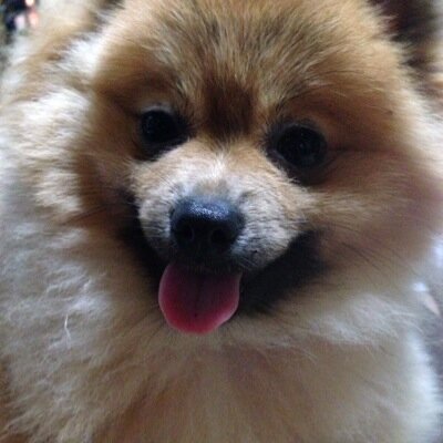 ツイッターは操作も用語も難しい…