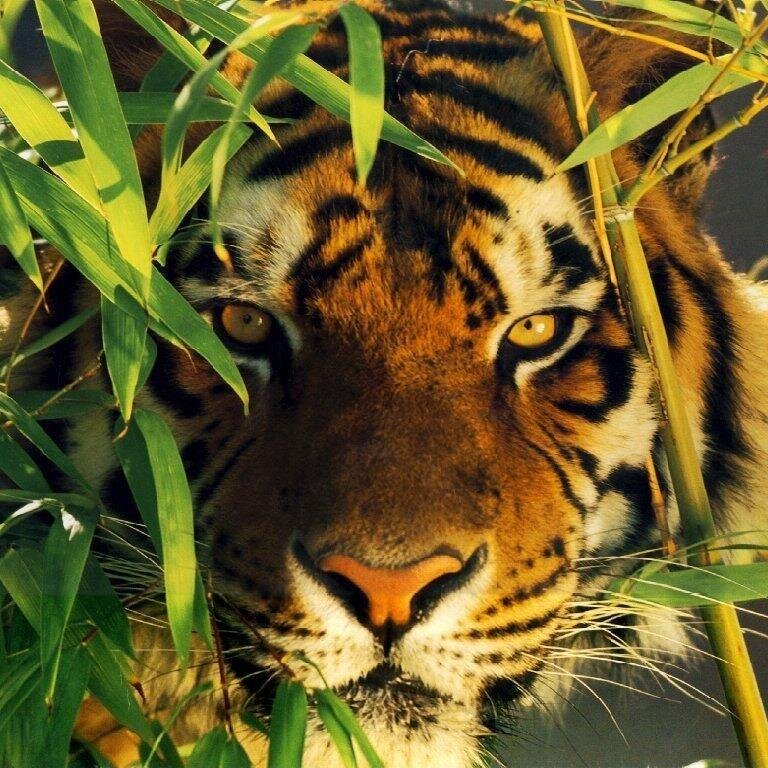 fan de félins ou d'animaux abonné vous