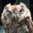 TheBigAngryOwl's profile image