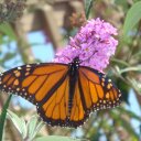 Ann Acton - @AnnActon2 - Twitter