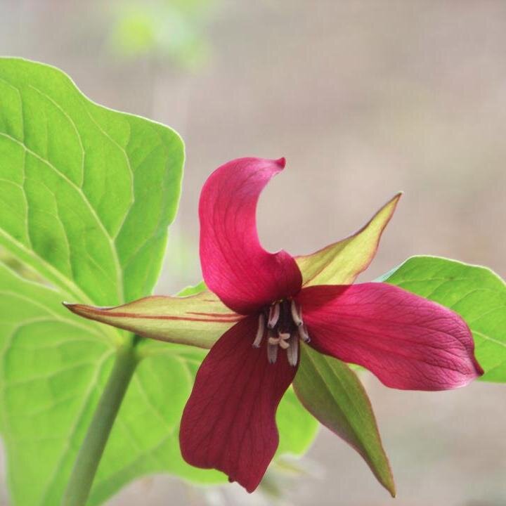 mtnlovr's profile picture. What did the hippie say when they wouldn't get off the couch? Namaste