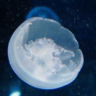 世の中を漂いながらわたしもつぶやきます。座右の銘は｢地球は愛で回っている｣です。