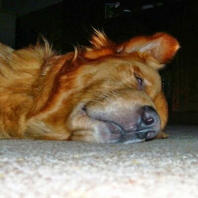 DianaLeserin's profile picture. 