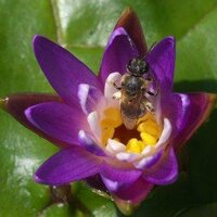 本多郁夫 (@onibasuinochi) 's Twitter Profile Photo