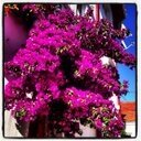 acildemokrasi23's profile picture. 