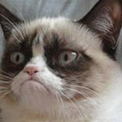 famous grumpy cat quotes, lots of hate included