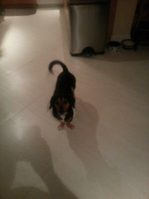 jccortesp's profile picture. A nice Guy Independent  , who loves Liberty  and equal rights  Proud to Be America Citizen