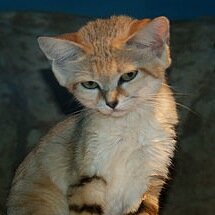 I'm a unikernel operating system written in OCaml. Logo: a Sand Cat (via @mindypreston) Pic credit: https://t.co/pdMD6mQf6a; star me at https://t.co/Ym2EBR4A7r