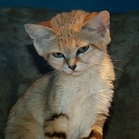 MirageOS (@openmirage) 's Twitter Profile